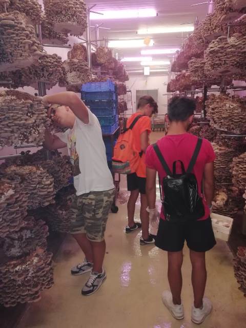 I ragazzi in visita alla fabbrica dei Funghi