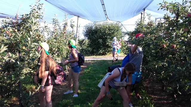 Raccolta della Frutta a Juckerhof